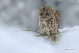 <p>PUŠTÍK OBECNÝ (Strix aluco) pták v lidské péči, </p>